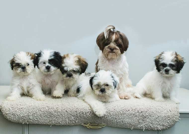 puppy life cycle