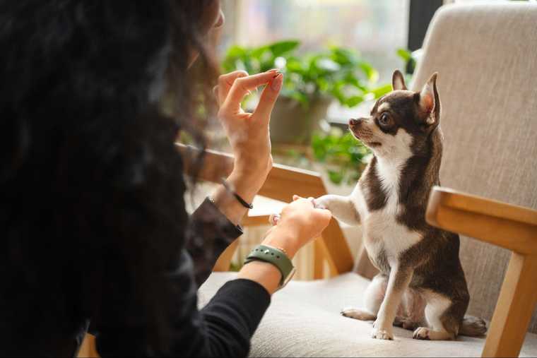 training deaf dogs hand signals