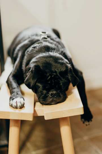 dog starts snoring
