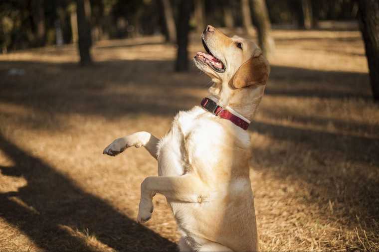 adiestramiento canino positivo