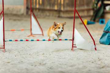 teaching your dog to heel
