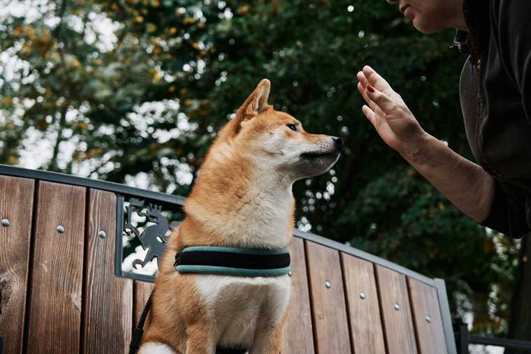 how to train a dog that is deaf