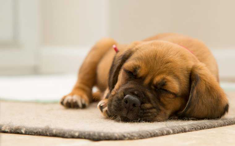 why do dogs woof in their sleep