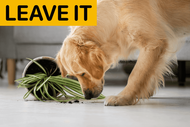 basic puppy commands