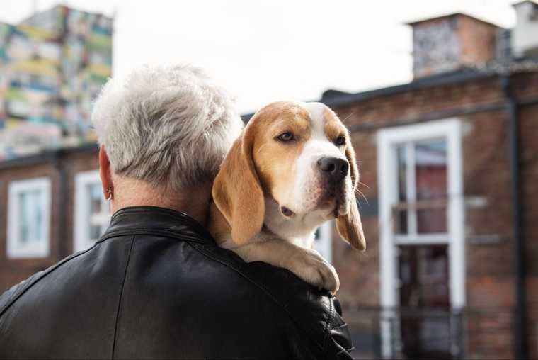 how to train an older dog