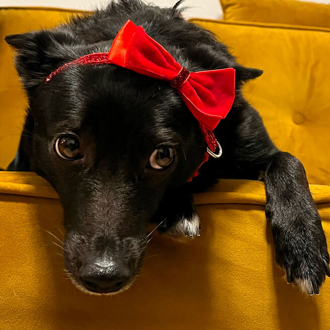 training dog at home